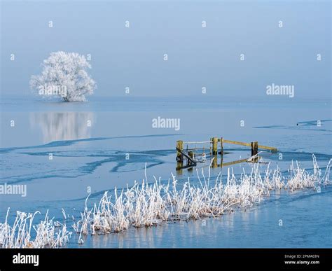 Willow Tree Covered In Hoar Frost Reflected In Flood Water Ouse Washes