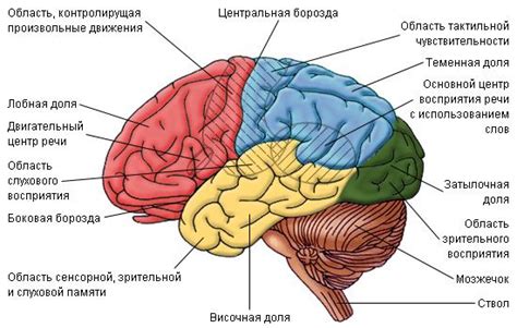 Lezione Di Anatomia E Fisiologia Umana Sul Tema Sistemi Sensoriali Del