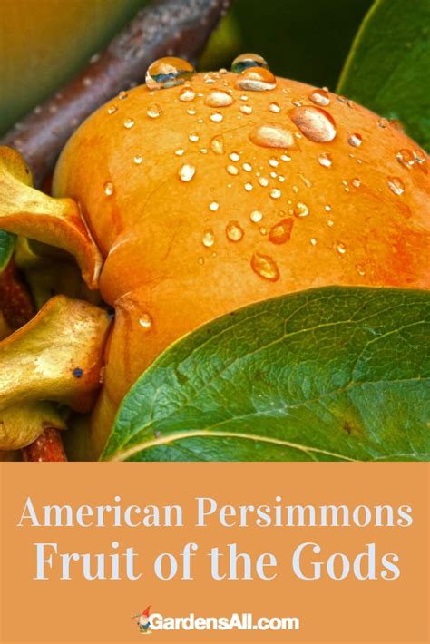 American Wild Persimmons A Native Tree With Benefits Gardensall