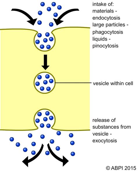 Active Transport Across Cell Membranes