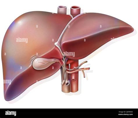 Liver Anatomy Ligaments