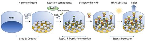 PARP1 Colorimetric Assay Kit