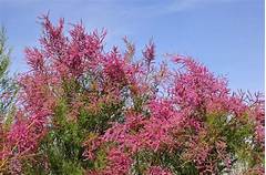 Tamarix Information