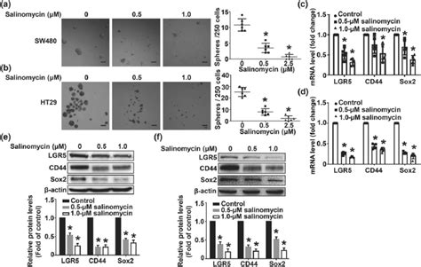 Salinomycin Inhibits The Sphere Forming Ability And The Expression Of