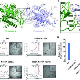 Structural Characterization Of Lactb Dimerization Interface A Lactb