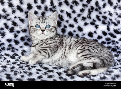 Young black silver tabby spotted cat lying on black and white fur Stock ...