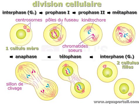 Division Cellulaire Définition Et Explications