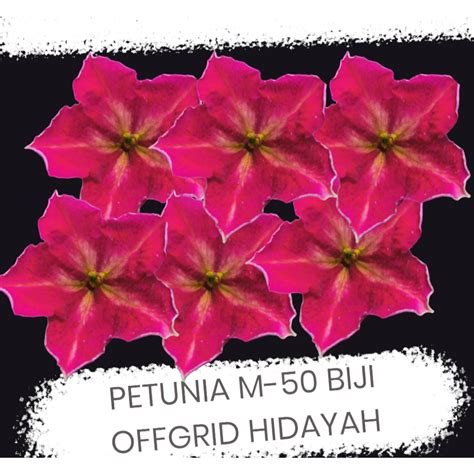 Petunia Offgrid Hidayah Biji Pelbagai Pilihan Warna Shopee Malaysia