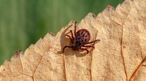 Acari 101: The Miniature (But Mighty) World Of The Mites - Earth Life