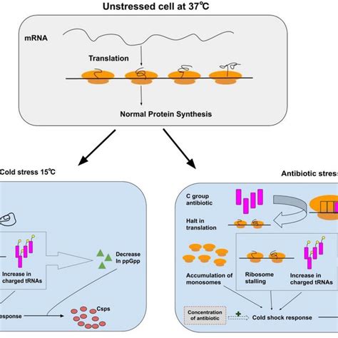 C Group Antibiotics Mimic The Cold Shock Response C Group Antibiotics