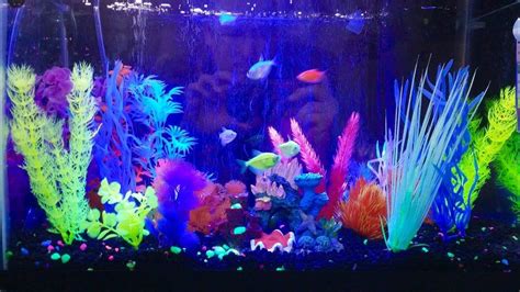 Glofish Tank Requirements - Rin Aquarium Fish