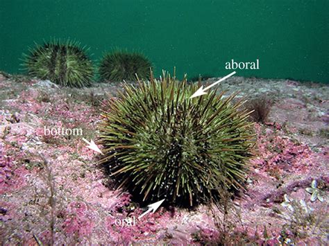 Sea Urchin Tube Feet Are Photosensory Organs That Express A Rhabdomeric