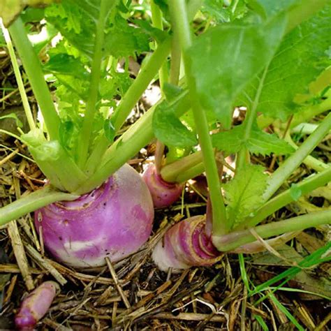 Purple Top Globe Turnip Seeds Terroir Seeds