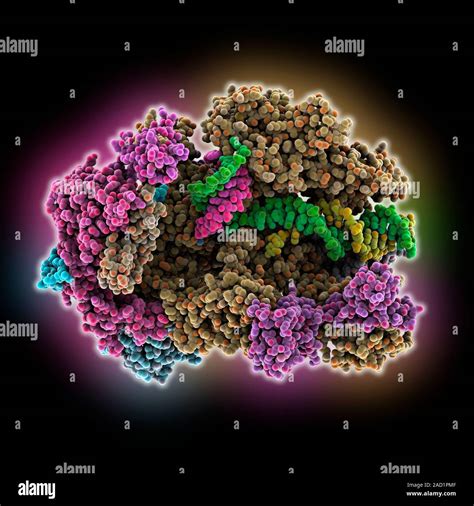 La transcripción del ADN Modelo molecular de la enzima RNA polimerasa