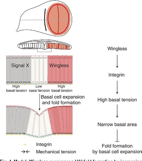 Figure From Wingless Counteracts Epithelial Folding By Increasing