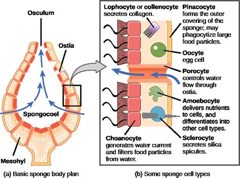 Phylum Porifera | OpenStax: Biology