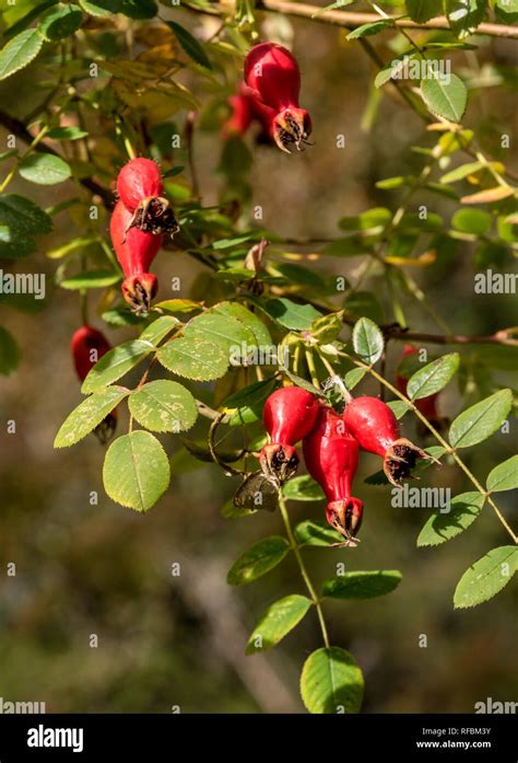 Seme Di Rosa Canina Immagini E Fotografie Stock Ad Alta Risoluzione Alamy