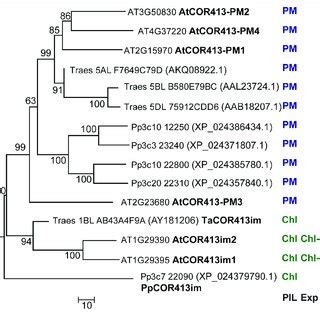 Phylogenetic Relationships Between COR413 Proteins From P Patens