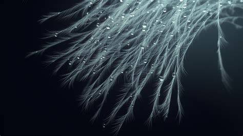 Macro Feathers on Behance