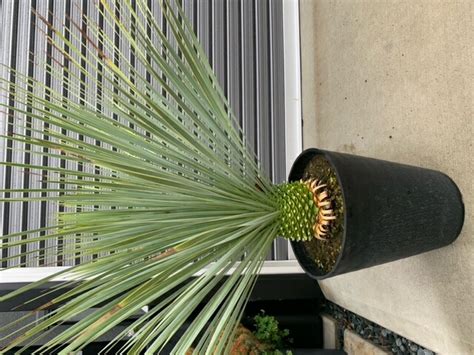 楽天市場限定1鉢ユッカロストラータ 80cm観葉植物 大型 耐寒性 学名 Yucca rostrata ユッカ 鉢植え