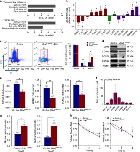 Ddx5 Regulates Cell Cycle Progression In Spermatogonia Download