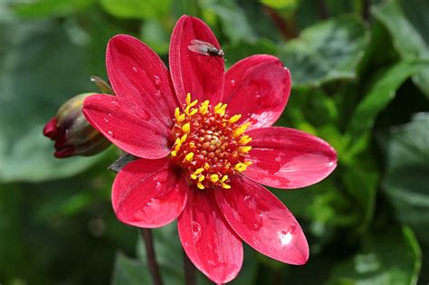 Dahlia Blomma Kompositer Tr Dg Rd Gratis Foto P Pixabay Pixabay