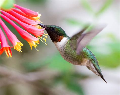 Create a Hummingbird Haven With Native Flowering Plants | Audubon