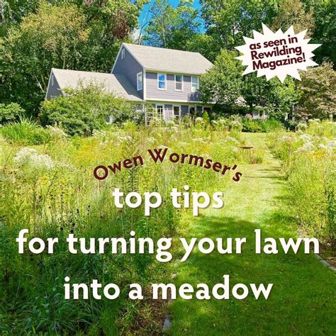 6 Tips To Turn Your Yard Into A Meadow Meadow Wildlife Gardening Meadow Garden