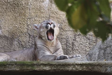 The Predatory Animal Cougar. Stock Image - Image of mammal, predator ...