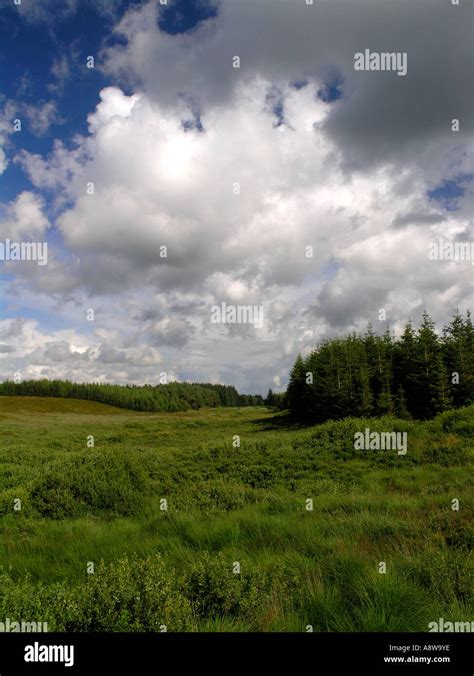 Landscape at Klosterheden plantation jutland Denmark Stock Photo - Alamy