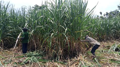 Musim Tanam Tebu Petani Di Bareng Mulai Tebang Bibit Kabar Jombang