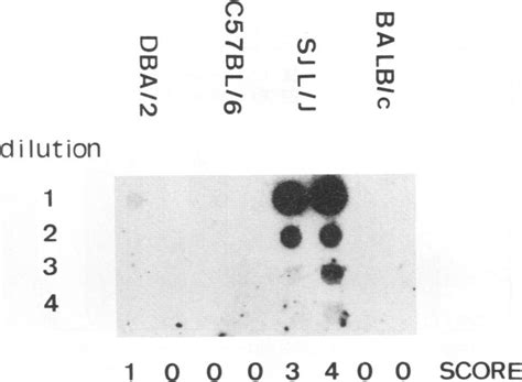 Representative Dot Blot Used To Quantitate Viral Rna In The Cns Serial