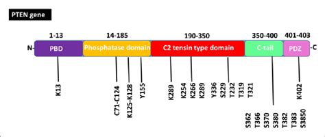 Structure of PTEN gene and occurrence of mutations in exons (PBD: a... | Download Scientific Diagram