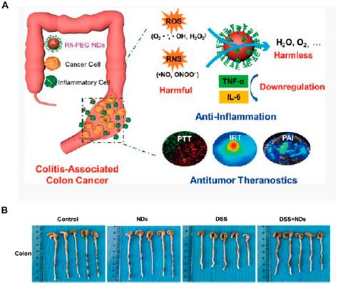 Frontiers Nanozymes Regulate Redox Homeostasis In Ros Related