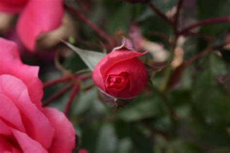 Uetersen Tasman Bay Roses Buy Roses Online In New Zealand