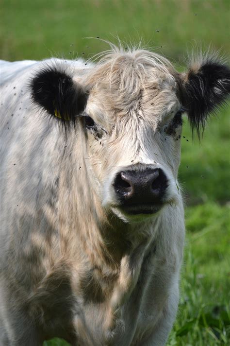 beef steak images pixabay