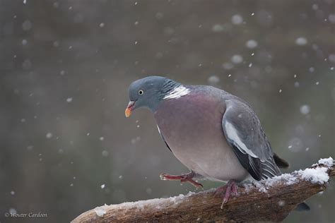 Common Wood Pigeon Houtduif Columba Palumbus On Behance