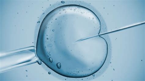 In Vitro Fertilization Ivf Explained Austin Fertility