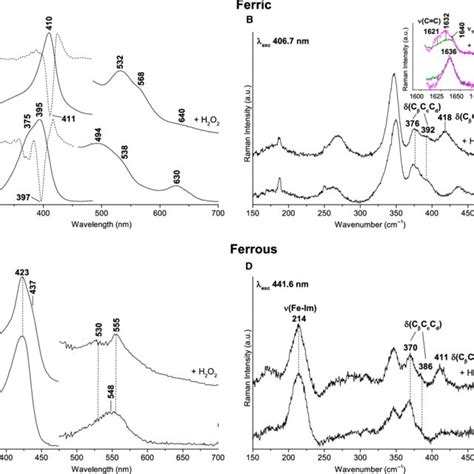 UV Vis And Resonance Raman Spectra Of Ferric And Ferrous Forms Of