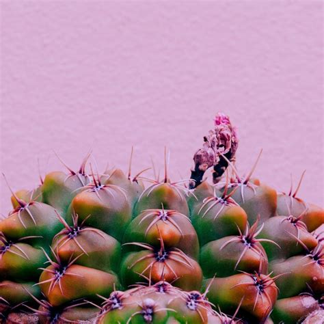 Planta De Cactus En Pared Rosa Plantas En Concepto Elegante Rosa