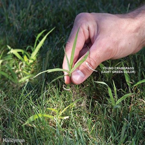 13 Tips For Getting Rid Of Crabgrass For Good Crab Grass Lawn Care Tips Easy Landscaping