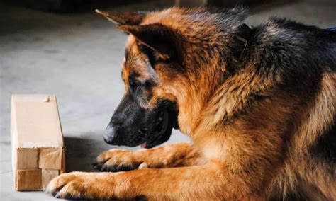 Learn To Be A Detection Dog Trainer Tactical Police K9 Training