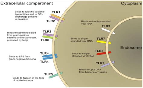 Schematic Of The Localization Of Toll Like Receptors Tlrs Tlrs Are