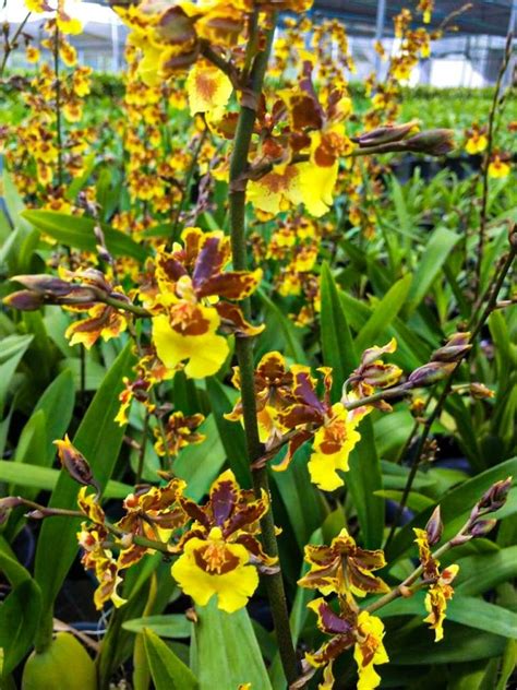 Kit Mudas De Orquidea Oncidium Especies Promo O Mercado Livre