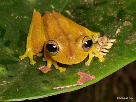 Almendariz S Treefrog Hypsiboas Almendarizae From Ecuador Flickr