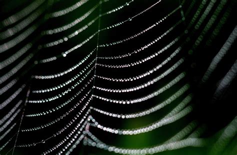 Teia De Aranha Orvalho Rede Foto Gratuita No Pixabay Pixabay