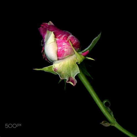 Rosebud By Magda Indigo On 500px Rose Buds Black Background Photography Black Backgrounds