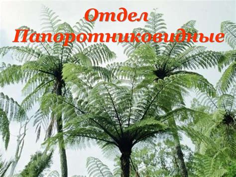 Классификация растений - презентация онлайн
