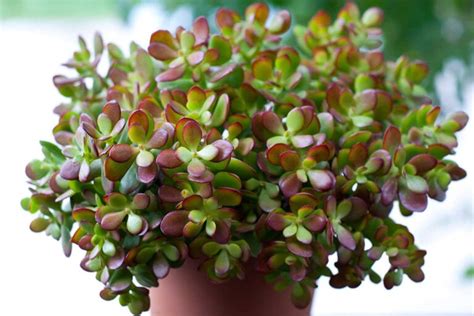 Arbre De Jade 5 Astuces Infaillibles Pour Une Floraison Spectaculaire