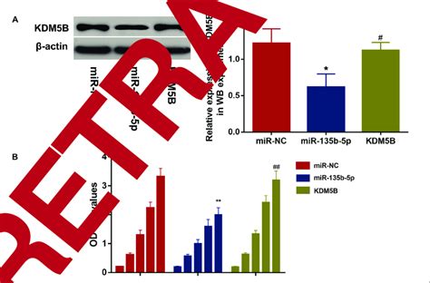 A MiR 135b 5p Decreased The Protein Expressions Of KDM5B In OC Cells